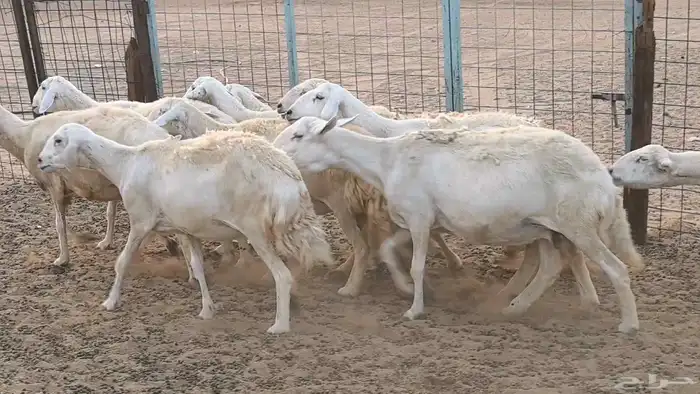 غنم حريات دفيع ضان مقاني مراح 25