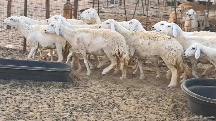 غنم حريات دفيع ضان مقاني مراح 13