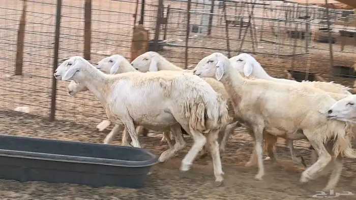 غنم حريات دفيع ضان مقاني مراح 45