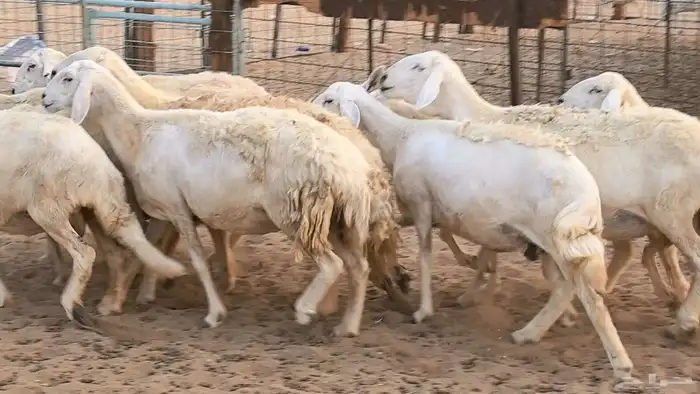 غنم حريات دفيع ضان مقاني مراح 9