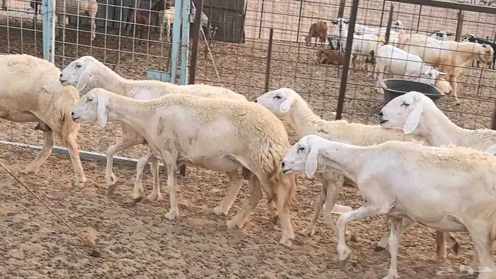 غنم حريات دفيع ضان مقاني مراح 24