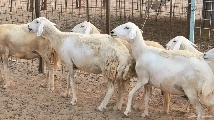 غنم حريات دفيع ضان مقاني مراح 36