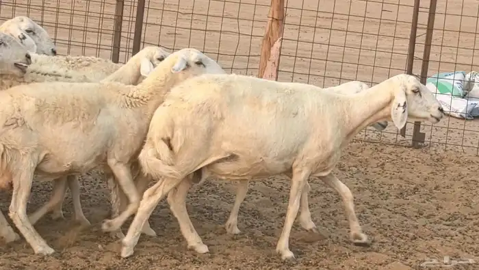 غنم حريات دفيع ضان مقاني مراح 7