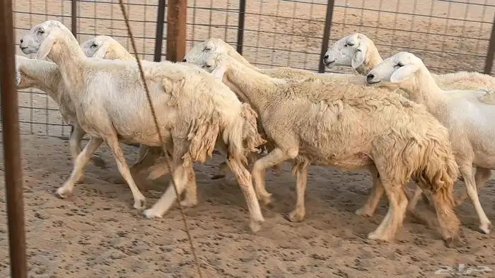 غنم حريات دفيع ضان مقاني مراح 11