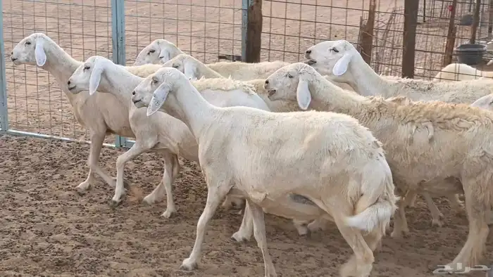 غنم حريات دفيع ضان مقاني مراح 28