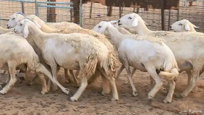 غنم حريات دفيع ضان مقاني مراح 20