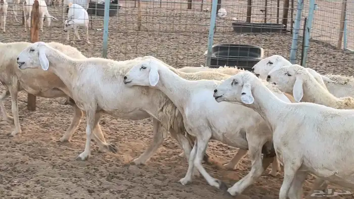 غنم حريات دفيع ضان مقاني مراح 29