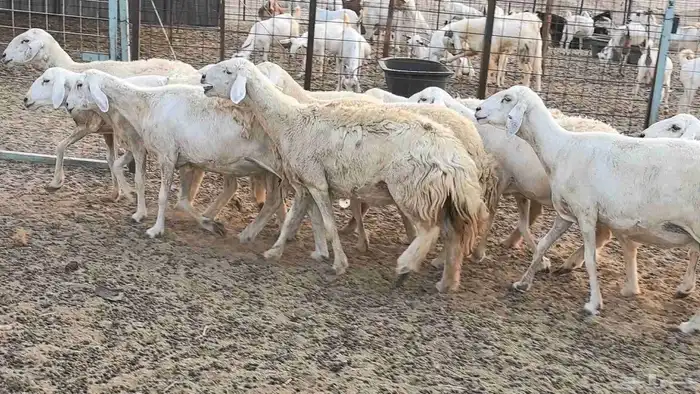 غنم حريات دفيع ضان مقاني مراح 2