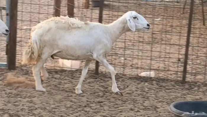 غنم حريات دفيع ضان مقاني مراح 8