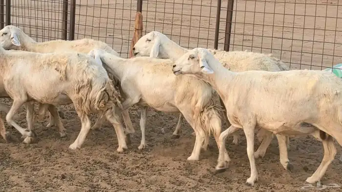 غنم حريات دفيع ضان مقاني مراح 6