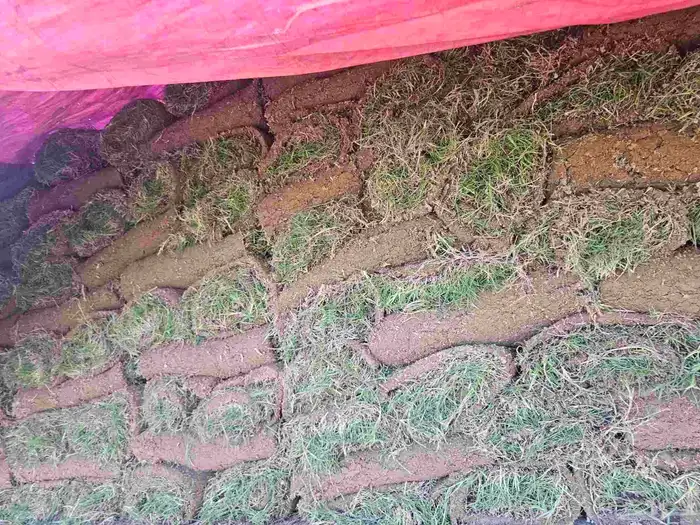 ثيل طبيعي نجيله طبيعي 11