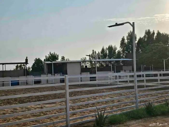 مربط الصبا ايواء خدمات العناية بالخيل الغولاء 2