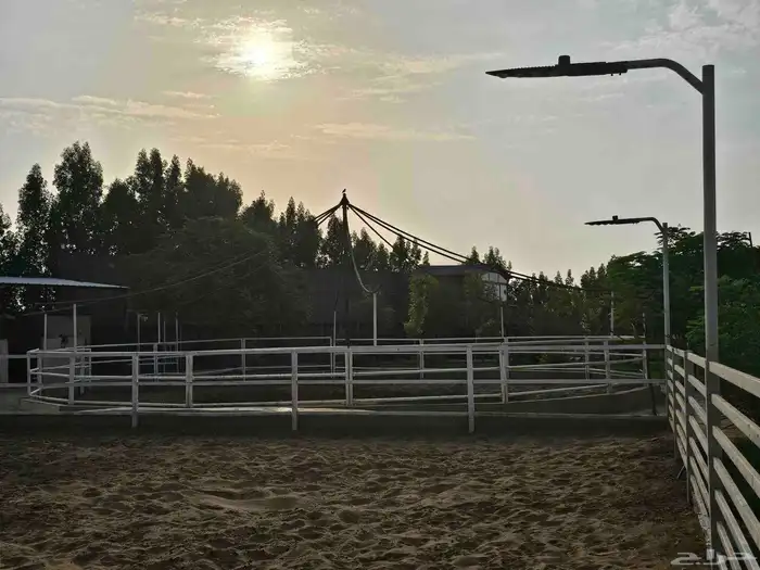 مربط الصبا ايواء خدمات العناية بالخيل الغولاء 6