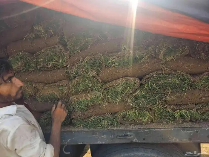 ثيل طبيعي نجيله طبيعي 12