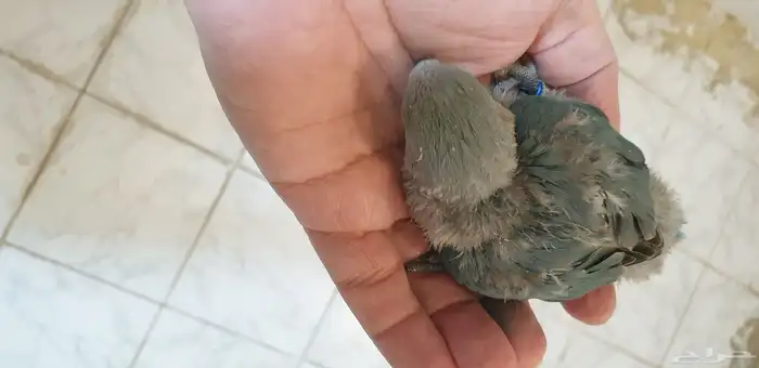 فرخ روز تركوازي فايلوت محجل بملحقات 4