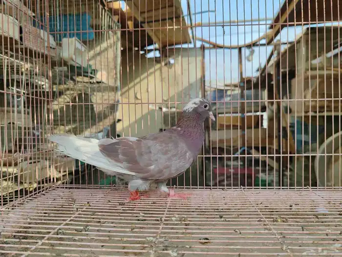 قطايف معقده 3