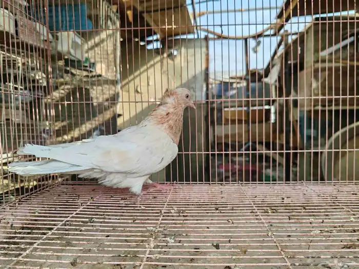 قطايف معقده 0