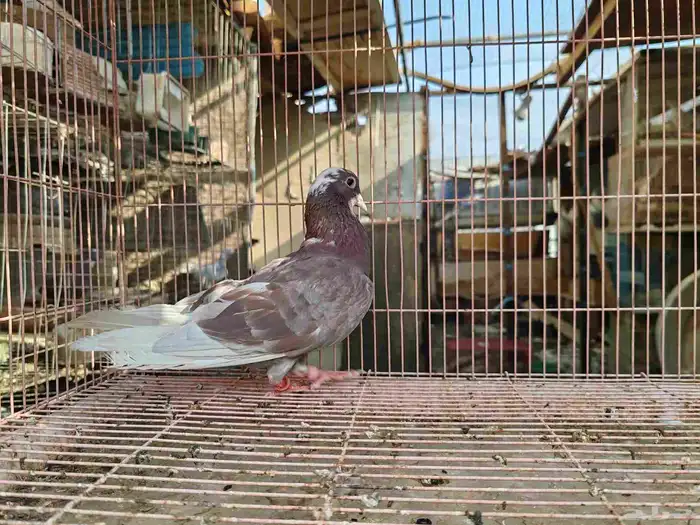 قطايف معقده 2