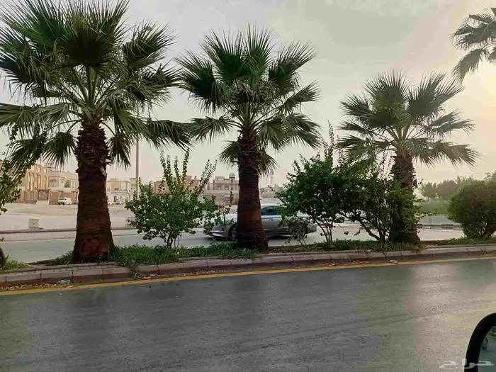 زراعة النخيل والاشجار باانواعها 5