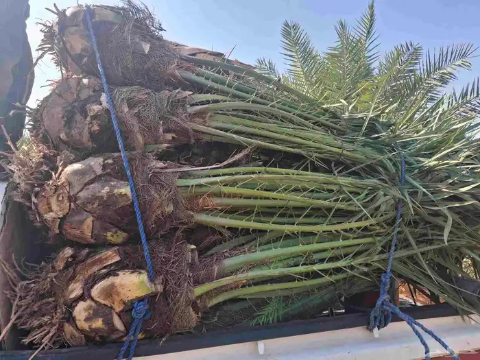 نخل متواجد بمكه جده اطايف الجنوب 0