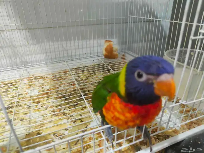 لوري سوانسن 1