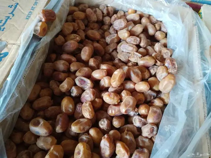 عندنا تمر خلاص كمية مزرعه الخرج 5