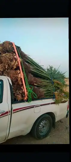 يوجد لدينا جميع انواع النخل العربي الزينه توصيل يشمل جميع من 6