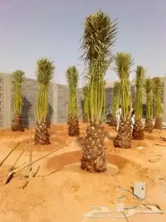 نخل للبيع نخيل مثمر نقايل جثايث خلاص سكري صقعي برحي شيشي سلج 2