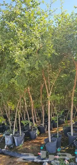 يوجد لديناء شجر الترمناليا وأشجار الزيتون وشجر الظل والأشجار 11