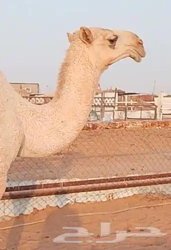 بكره 2