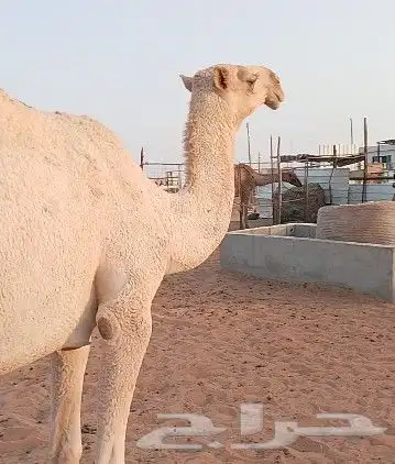 بكره 1