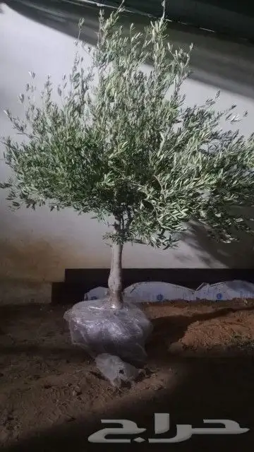 يوجد لديناء شجر الترمناليا وأشجار الزيتون وشجر الظل والأشجار 13