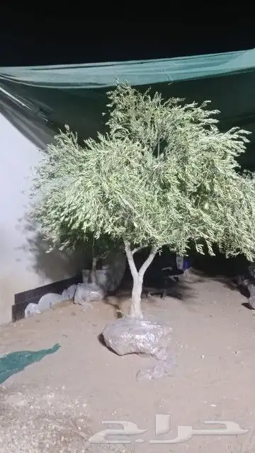 يوجد لديناء شجر الترمناليا وأشجار الزيتون وشجر الظل والأشجار 5