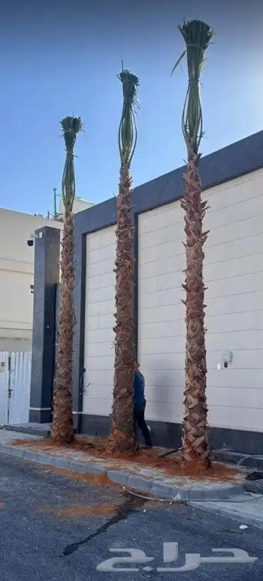 زراعه.النخيل.تركيب.شبوك 9