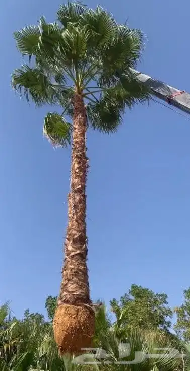 زراعه.النخيل.تركيب.شبوك 1