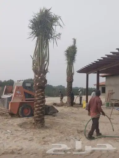 زراعه نخيل وتنفيذ شبوك 6