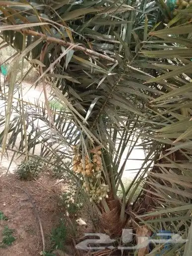 نخل مثمر للبيع شيشي منيفي خضري صقعي نخيل مجدول سكري غر سري 3