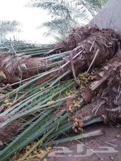 نخل مثمر للبيع شيشي منيفي خضري صقعي نخيل مجدول سكري غر سري 8