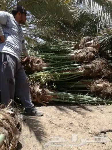 نخل مثمر للبيع شيشي منيفي خضري صقعي نخيل مجدول سكري غر سري 1