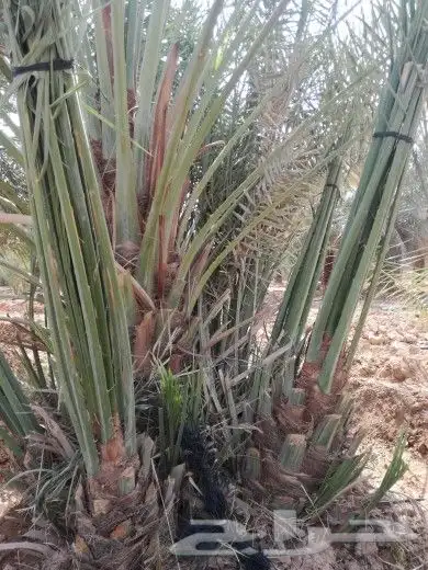 نخل مثمر للبيع شيشي منيفي خضري صقعي نخيل مجدول سكري غر سري 2