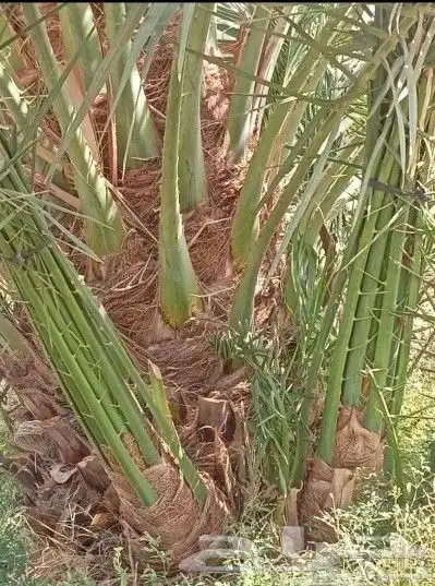 يوجد لدي نخيل بجميع انواعه فسايل ونقايل وجثايث وواشنطني 0