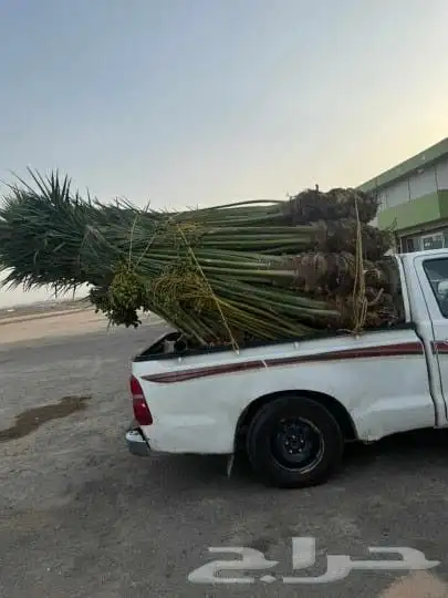 يوجد لدينا جميع انواع النخل العربي الزينه توصيل يشمل جميع من 5