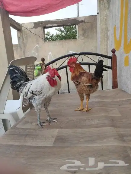 الطايف حي العزيزيه 1