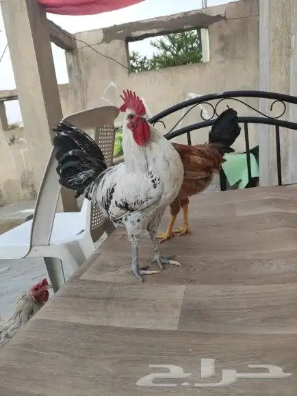 الطايف حي العزيزيه 0