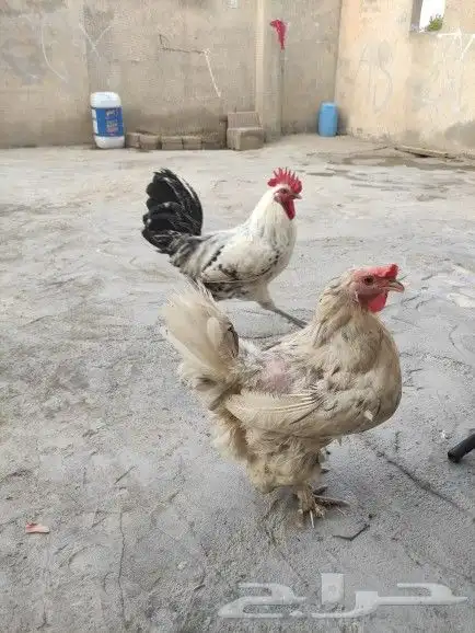 الطايف حي العزيزيه 2