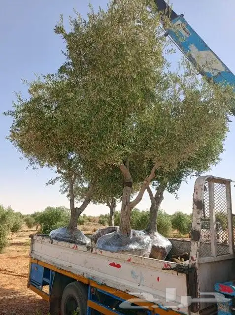 يوجد لديناء شجر الترمناليا وأشجار الزيتون وشجر الظل والأشجار 17