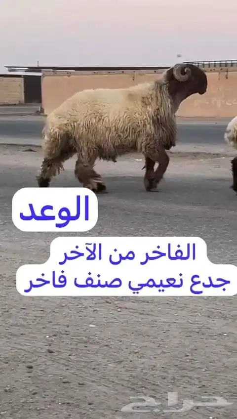 فحل نعيم صنف للبيع 4