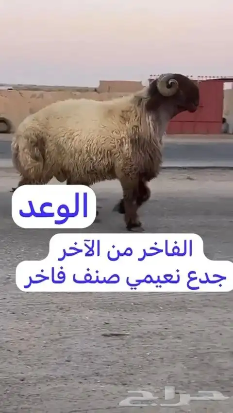 فحل نعيم صنف للبيع 1
