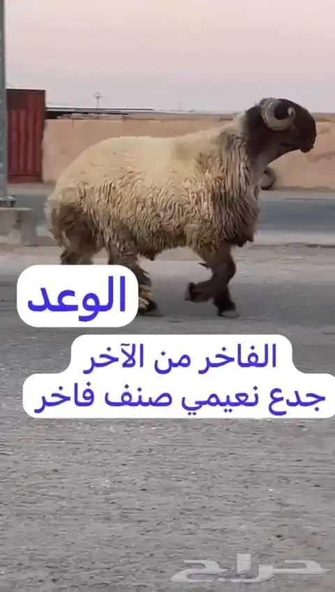 فحل نعيم صنف للبيع 2