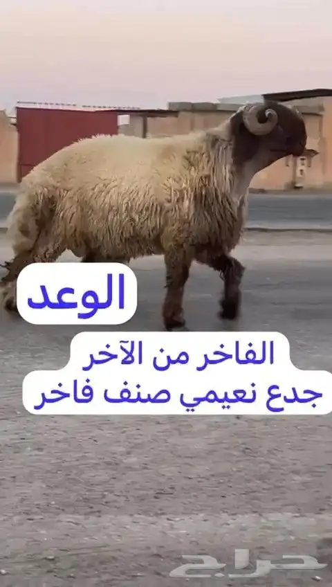 فحل نعيم صنف للبيع 0